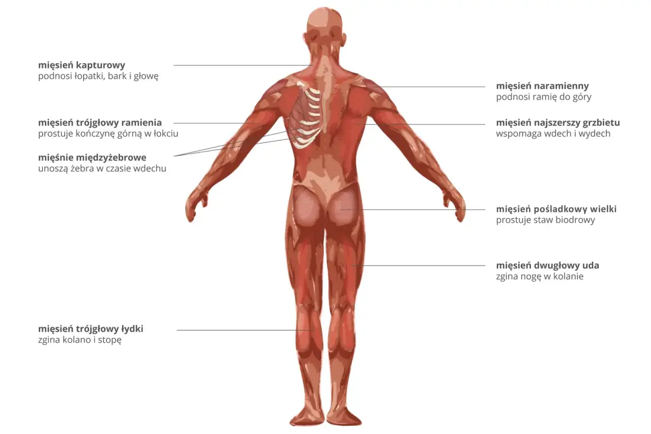 anatomia mięśni łydki